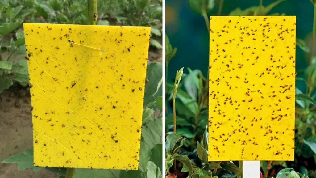 2026 Pest-Free Garden – Eco Sticky Insect Traps for Whiteflies, Leafminers & Thrips!