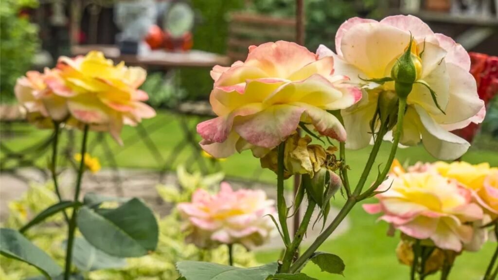 February 2026 Flower Guide: Bright Blooms to Transform Your Garden