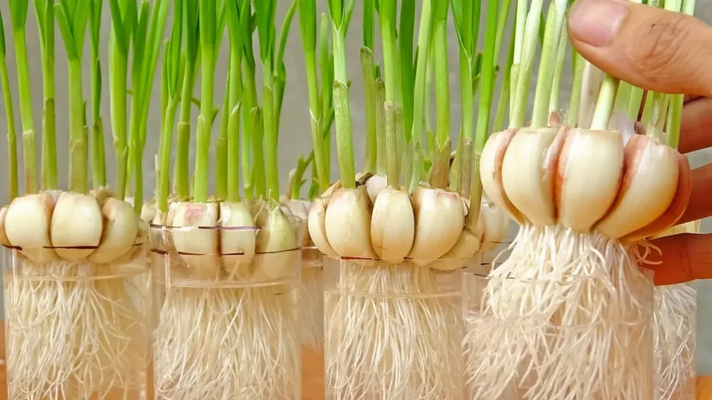 Grow Garlic from Cloves 2026 – Easy Tricks for Maximum Yield Without Wasting a Single Bulb!