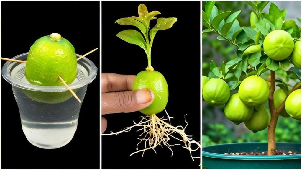 How to Grow a Lemon Tree from a Lemon: Complete Step-by-Step Guide